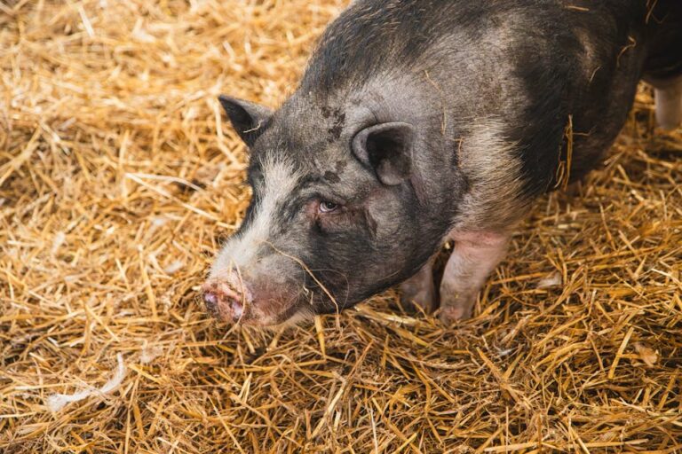 Dlaczego EcoBedding to Najlepszy Wybór Hurtowej Ściółki dla Zwierząt Hodowlanych