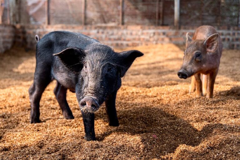 Top 5 Materiałów Ściółkowych dla Świń dla Czystszych i Zdrowszych Farm
