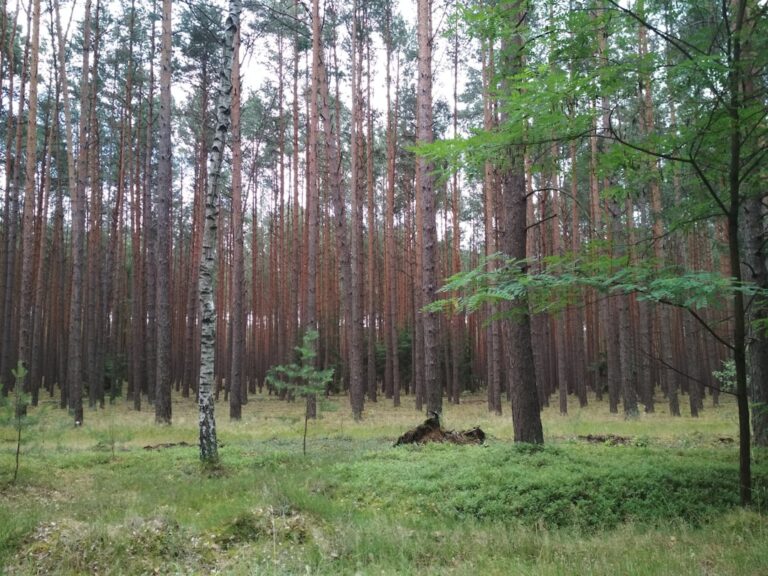 Ściółka z Wiórów Drzewnych: Kompletny Przewodnik dla Zdrowia i Komfortu Zwierząt