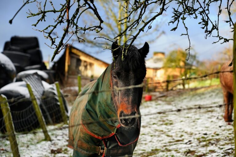 Jakie firmy polecasz w zakresie podsypki dla koni?