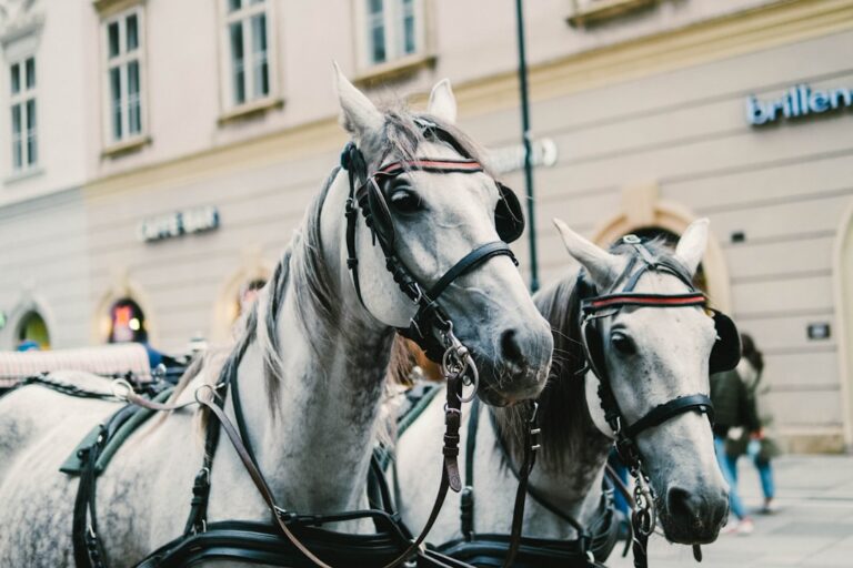 Trawokulki dla Konia: Kompletny Przewodnik po Korzyściach i Zastosowaniu