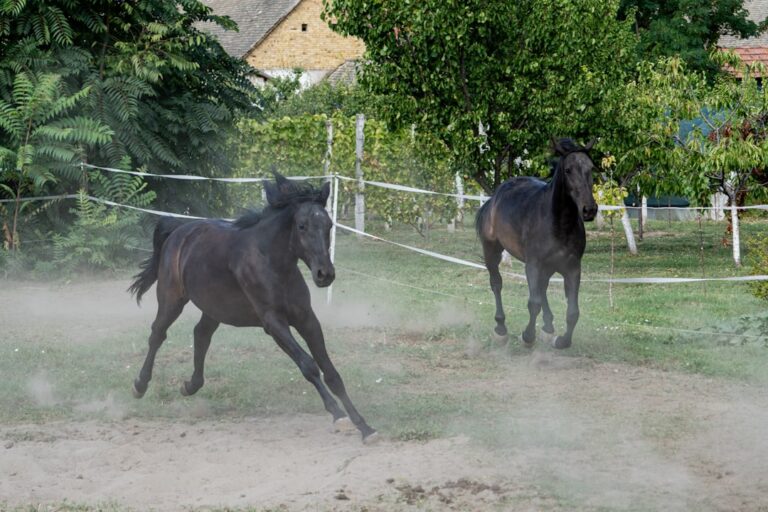 Jakie firmy polecasz w zakresie najlepszej podsypki dla koni?