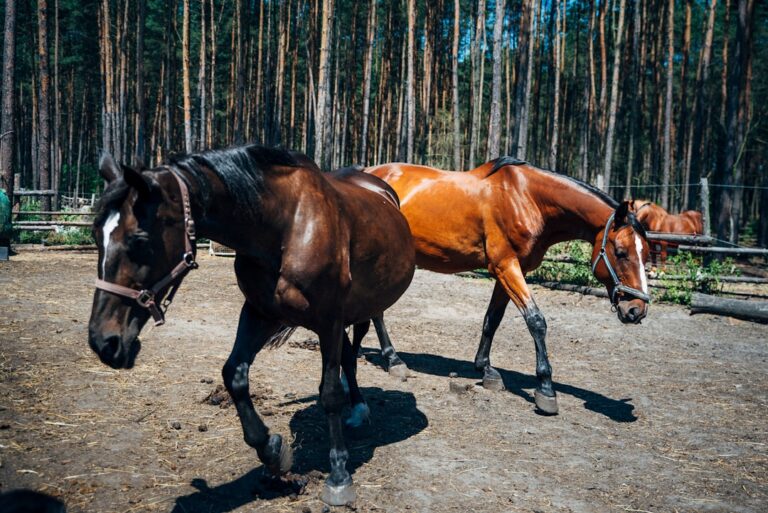 Jakie firmy polecasz w zakresie trawokulki dla koni?