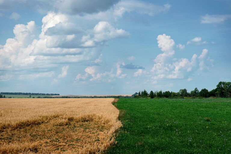 Najlepsze Naturalne Podsypki dla Koni, Drobiu i Zwierząt Hodowlanych w 2026 roku