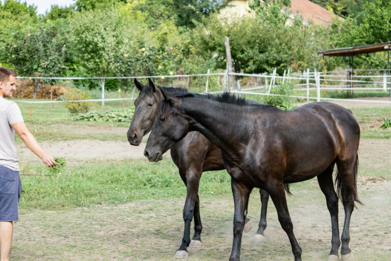Mokra ściółka końska to poważny problem – oto jak go rozwiązać